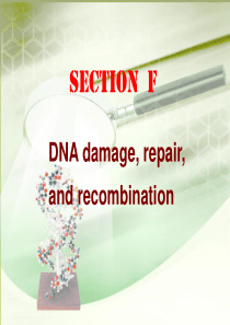 DNA损伤与修复-DNA-damage--repair--and-recombination