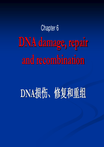 分子生物学7-DNA-damage-repair-and-recombinant