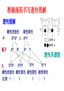 规范书写遗传图解