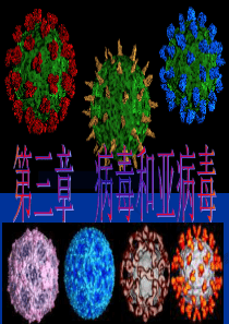 环境工程微生物学-3病毒新