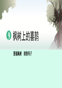 《枫树上的喜鹊》(完美版)PPT课件