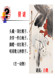 13《白鹅》精品课件