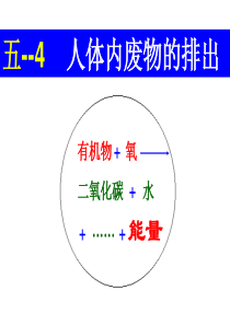 专题五—4-人体内废物的排出