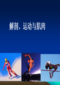 解剖运动肌肉.ppt-(1)