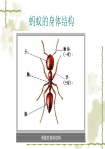 小学科学-校园里的小动物