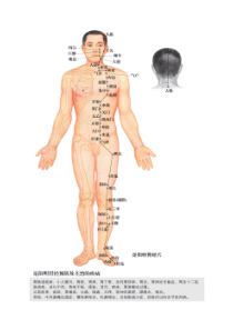 十二经络穴位图