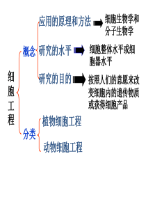 高中生物选修三-植物细胞工程复习课件