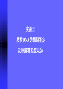 质立DNA的酶切鉴定及琼脂糖凝胶电泳