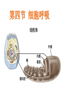 浙教版高中生物-细胞呼吸