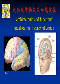 大脑皮质结构与功能分区4