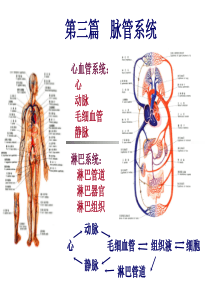 心血管系统解剖学课件07