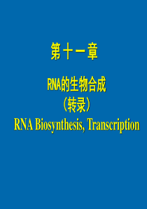 因子的转录终止