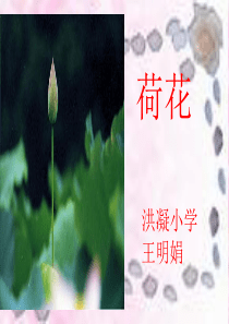 3《荷花》ppt课件3