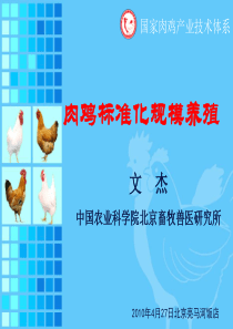 肉鸡标准化养殖