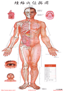 人体经络穴位图高清男性版针灸挂图