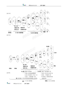 细胞分裂过程图