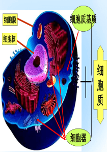 高中生物 3_3 细胞核―系统的控制中心课件2 新人教版必修1