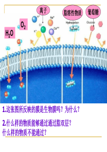 高中生物_物质跨膜运输的方式课件_新人教版必修1