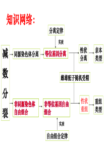 第1章遗传因子的发现(复习)