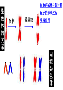 苏教版教学课件江苏省连云港灌云县第一中学高中生物必修二《减数分裂》课件