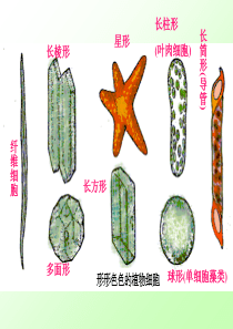 苏教版生物七上第三章第二节人和动物细胞的结构和功能(共29张PPT)