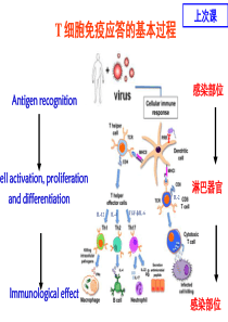 第十章+B细胞介导的体液免疫应答