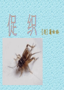 《促织》ppt课件1