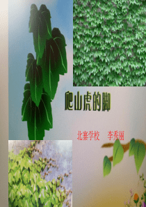 爬山虎的脚PPT1