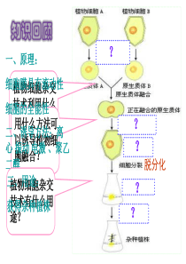 8. 动物细胞融合与单克隆抗体的制备