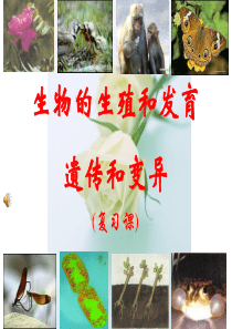 第一章生物的生殖和发育》复习课件共张