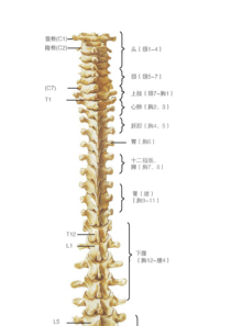脊柱相关疾病示意图