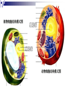 3.3细胞核(公开课)