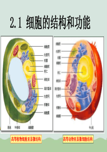 高三生物第一轮复习：细胞的结构与功能PPT课件全解3-通用