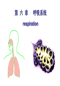 生理学课件PPT第5章呼吸系统