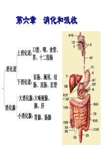 生理学课件PPT第6章消化与吸收