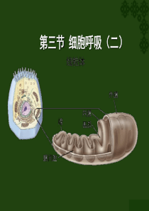 生物科细胞呼吸(二)课件_苏教版1