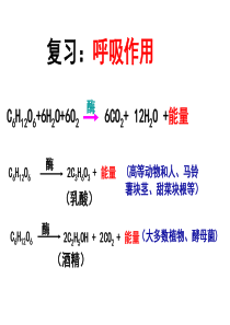 第一轮光合作用一轮复习课件