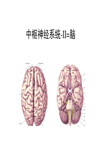 脑干七种脑神经核