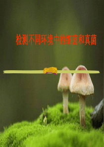 检测不同环境中的细菌和真菌[1]课件PPT