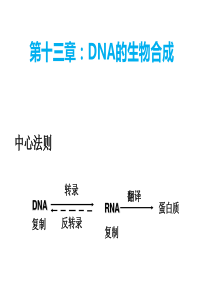 DNA复制PPT