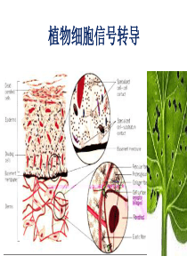 植物细胞信号转导