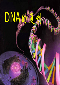 DNA分子复制课件(理)