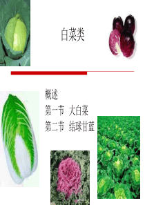 蔬菜栽培—白菜类蔬菜