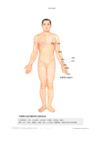 全身经络示范图(推荐)