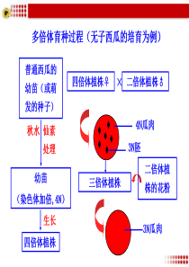 多倍体育种过程(无子西瓜的培育为例)