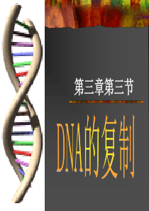 高中生物-人教版-必修二-DNA分子的复制