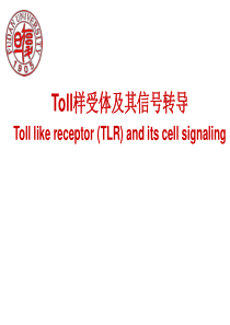 (100页PPT幻灯片修改版)TLR及信号通路课件(Toll样受体及其信号转导)