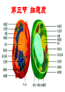 高一生物细胞质-课件必修一.ppt