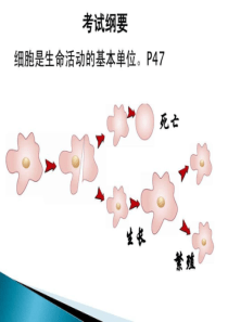 初中生物北师大版复习提纲