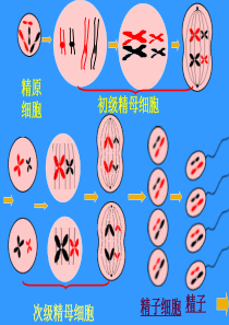 2.1-减数分裂和受精作用4